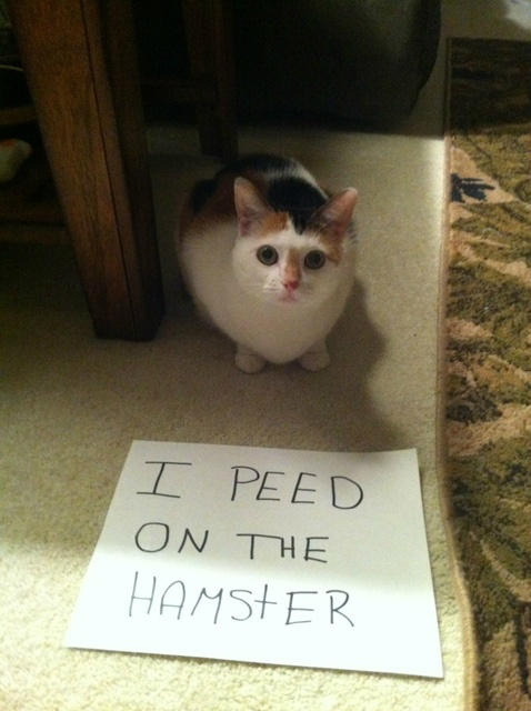 peed on the hamster