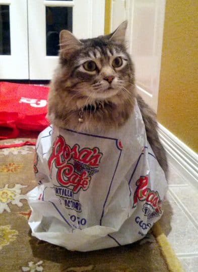 Iggy the Cat