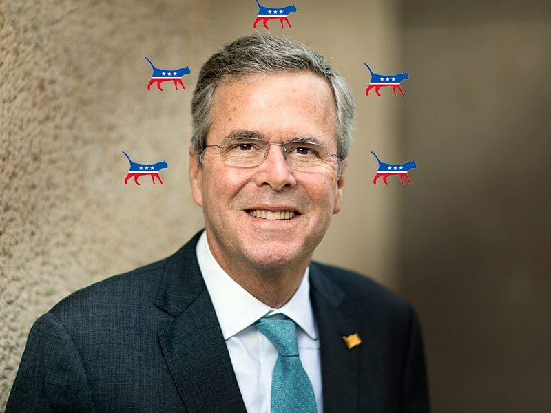 jeb bush
